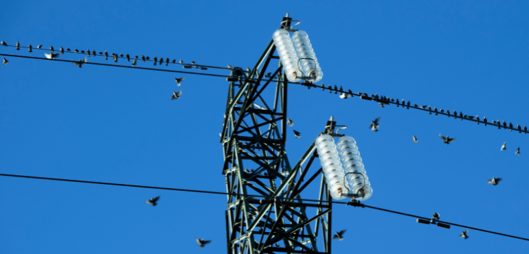 bird guard in the Transmission Line