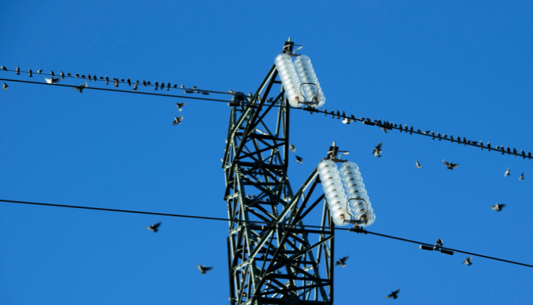 bird guard in the Transmission Line